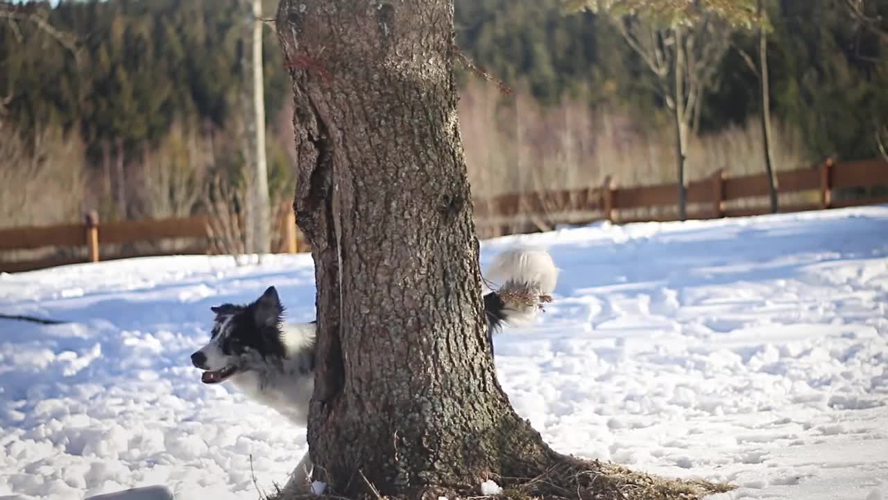 Soya Border Collie - 15 months! ❤︎