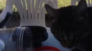 A cat opens food Jar