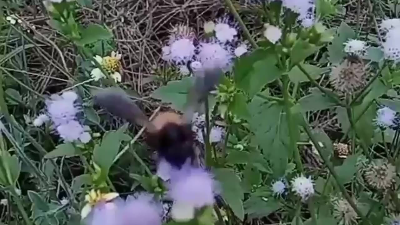 Bee how to collect honey from flowers.