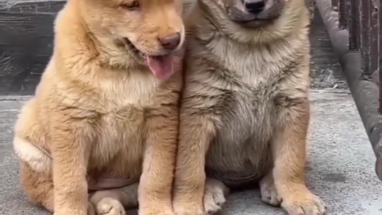 2 puppies are so cute