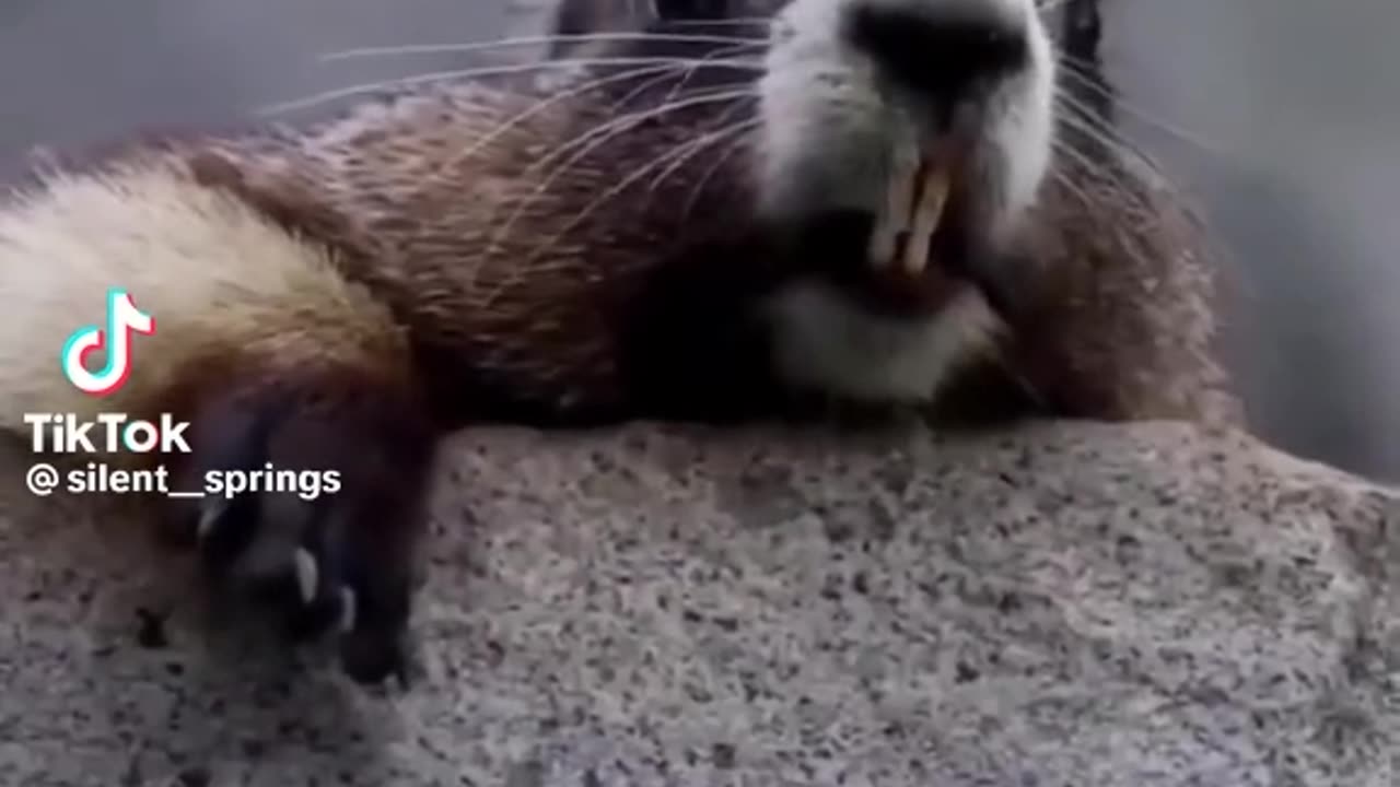 Funny animals
