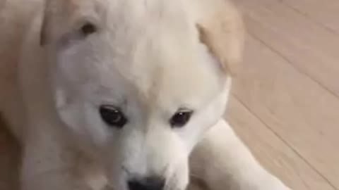 rebellious dog