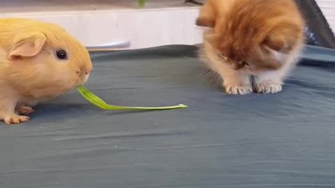 Guinea pig says “first food, then friendship.” “Cat says “friends are food. Nom nom 🥰.”