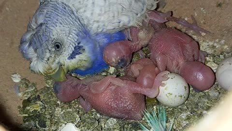 Budgies chick and mother feeding chicks