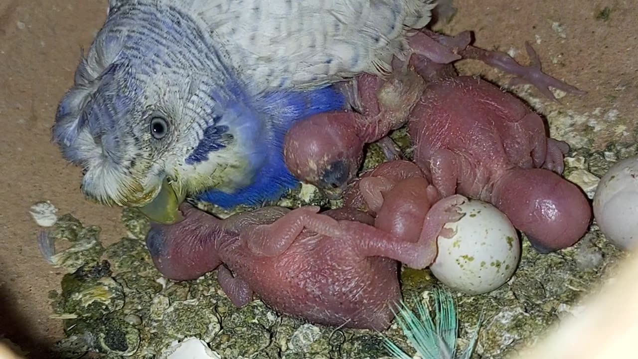 Budgies chick and mother feeding chicks