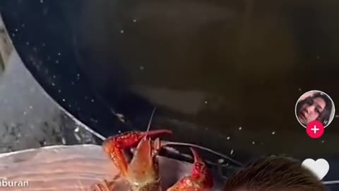 The lobster crawled into the frying pan