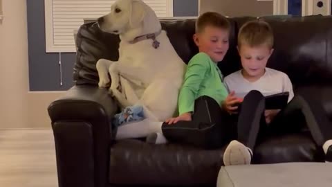 Dog's hilarious couch takeover