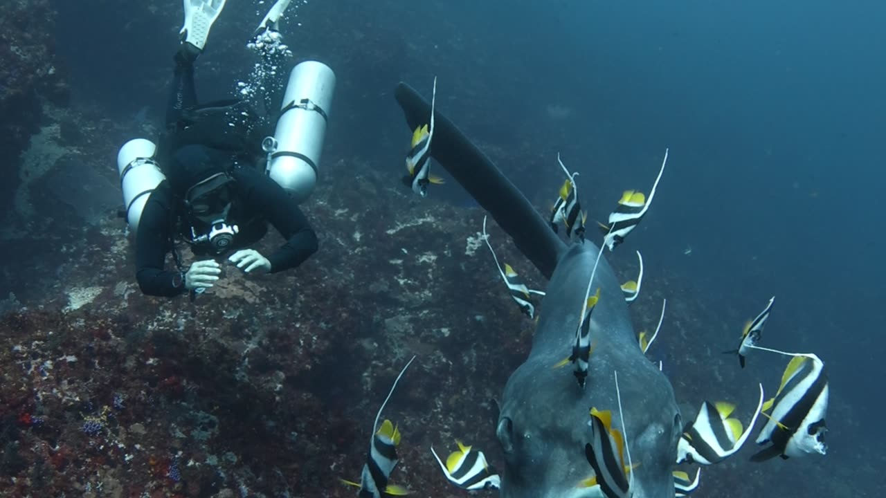 Mola-Mola Gets Cleaned By Fish