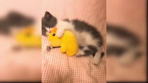 Cat Reaction to Playing Toy