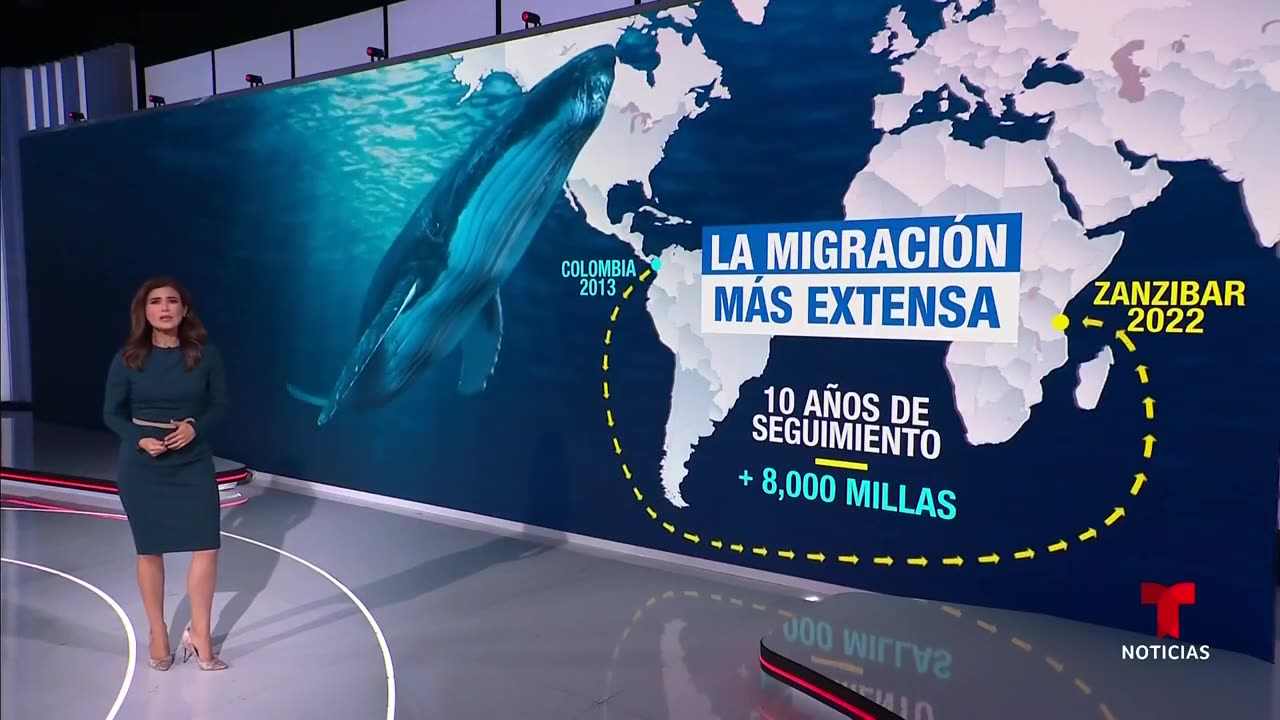 Planeta Tierra: Descubren el trayecto récord de una ballena jorobada | Noticias Telemundo