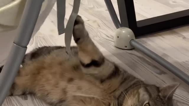 The cat is cradling the baby