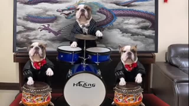 Three dog brother play music instrument