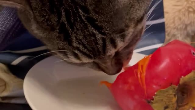 Cute Cats Eating Fruit #12