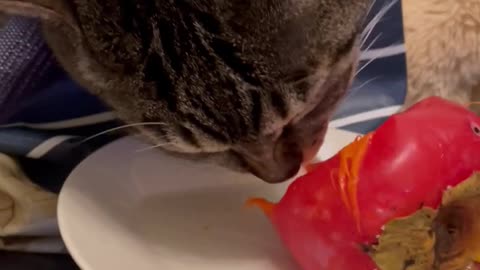 Cute Cats Eating Fruit #12