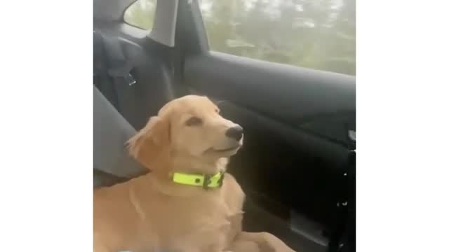 dog relaxing in car