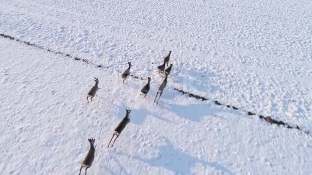 Roe deer running in snow covered rural field. Tracking Shot, Real Time.