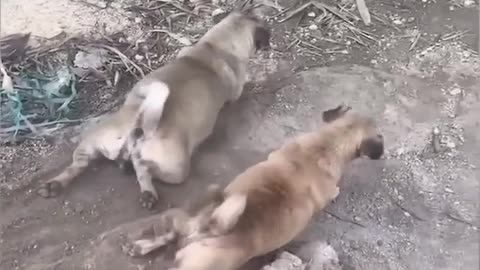 Funniest Cats and Dogs 🐶🐱 | Funny Animal Videos