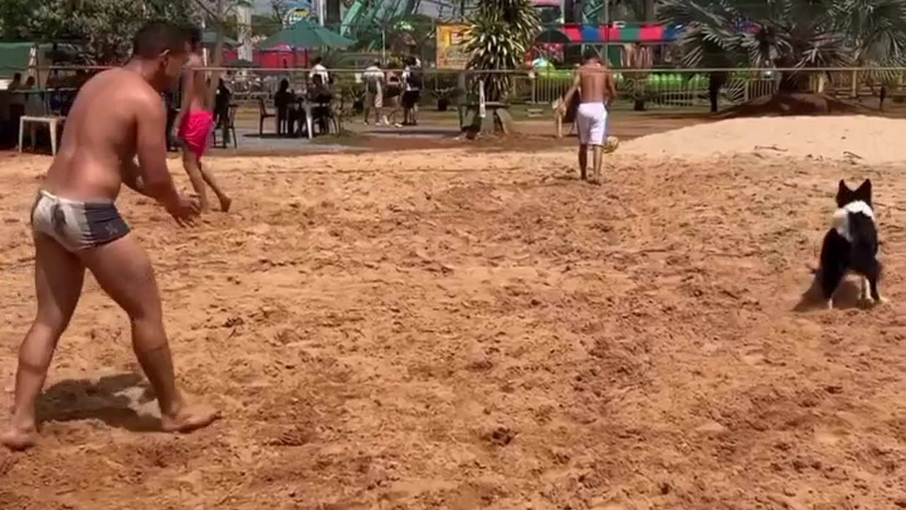 Amazing dog play volleyball