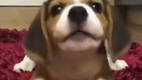 Cute puppy