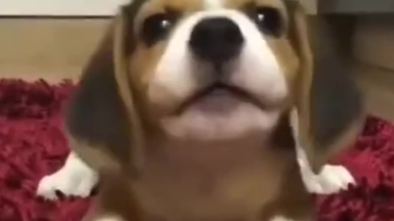 Cute puppy