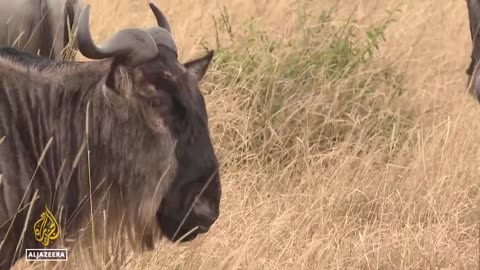 Kenya wildlife conservation: Living in harmony with wild neighbours