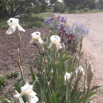 Flowers on the street