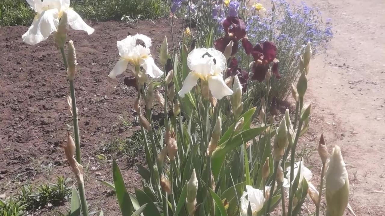 Flowers on the street