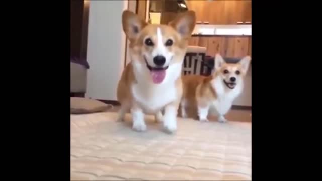 Corgi Eager To Pounce On You!