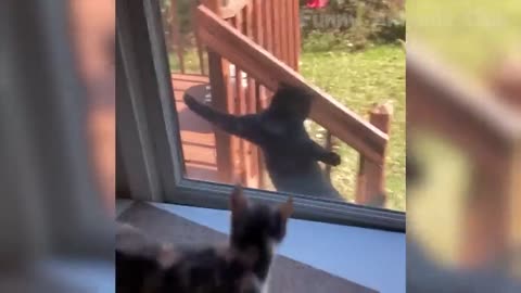 Funniest Animals