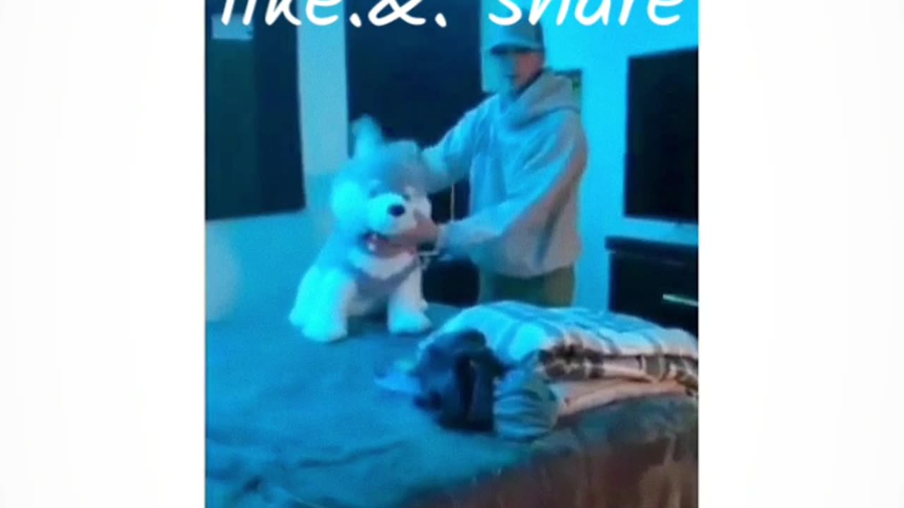Dog reactions 🤣 😂 😆 funny video 📹 🤣 😄