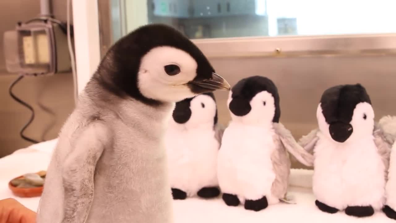 A month-old, 2-pound emperor penguin gets feeding.