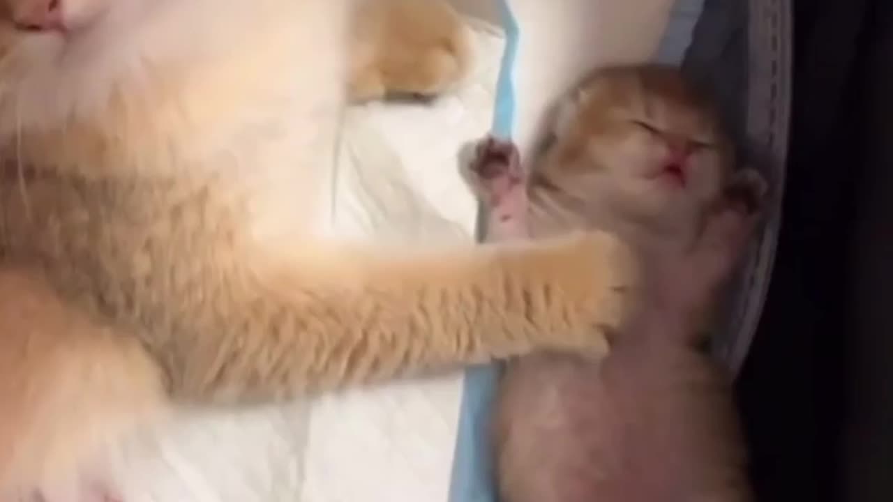 Cute kitten being soothed by her mama (pls mute it while watching if you don’t like the bg sound)