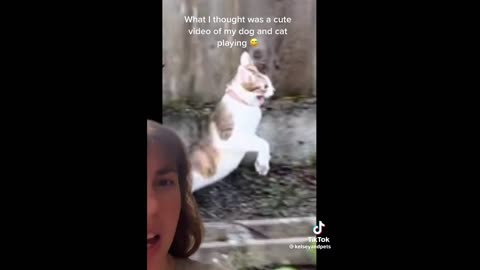 FUNNY CAT MEMES COMPILATION OF 2023 V20