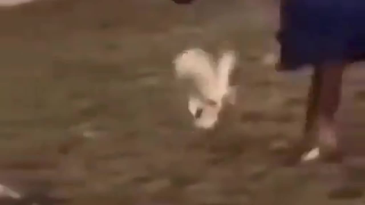 Horse Smash