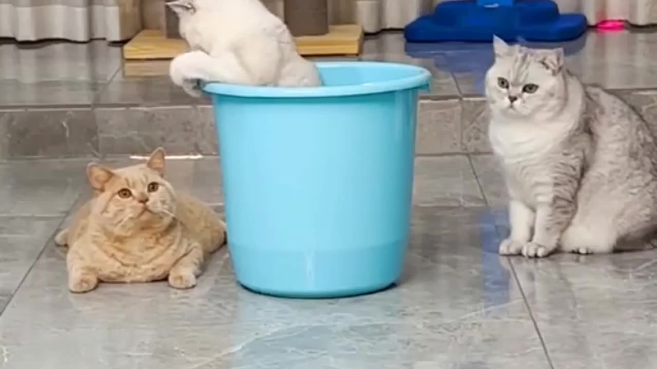Funny Animals #shorts
