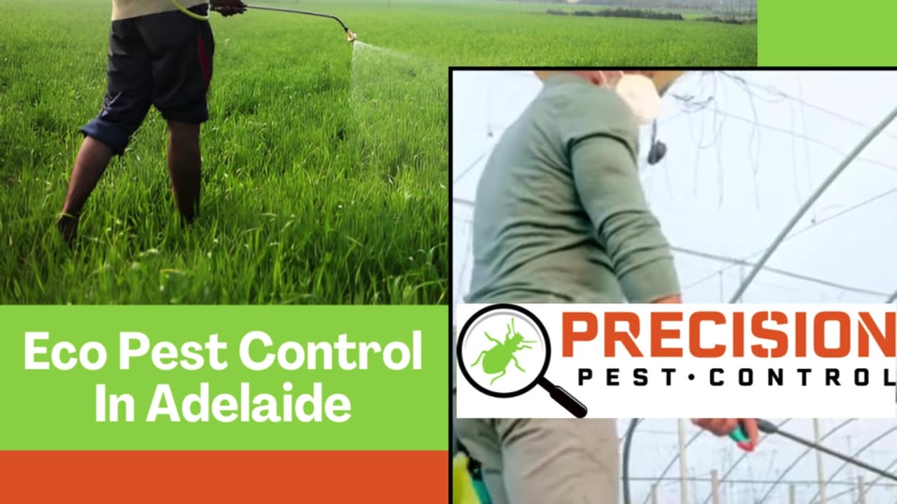 Eco Pest Control in Adelaide: Sustainable Solutions for a Healthy Home