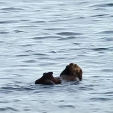 ocean sea otter