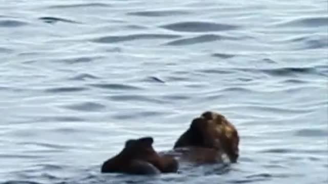 ocean sea otter