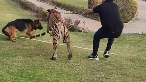 Tiger Attack on dog