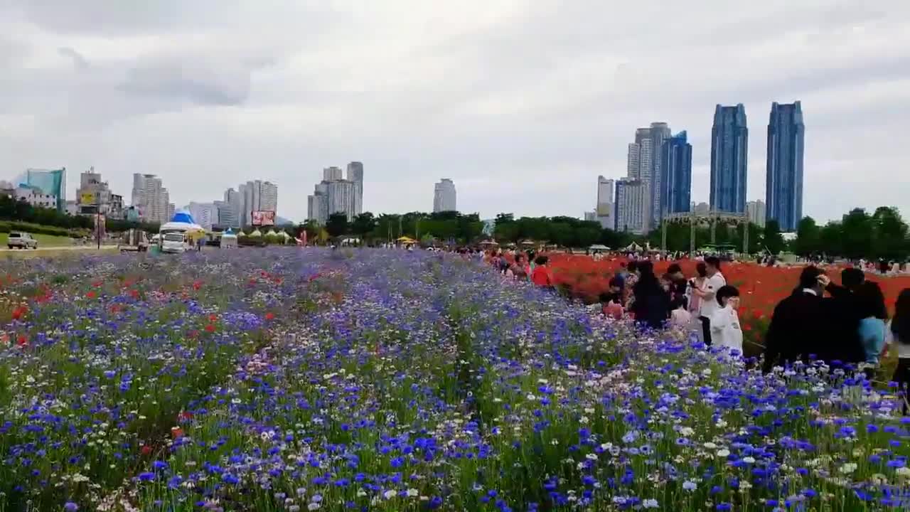 Beautiful Flower garden in Ulsan South Korea 19 05 2019