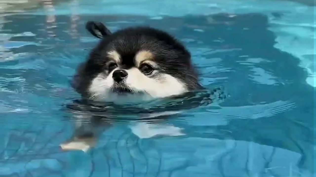 Black and Tan Pomeranian