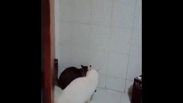 Don't Try To Stop Laughing 🤣 - Funniest Cats Ever