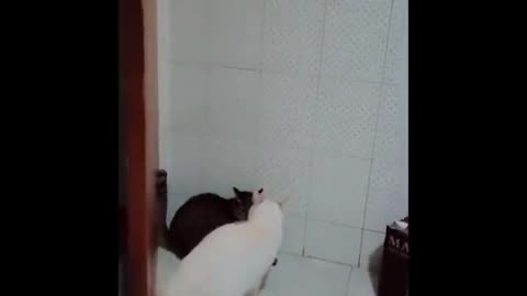 Don't Try To Stop Laughing 🤣 - Funniest Cats Ever