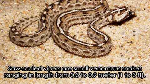 World's 10 Most Dangerous Snakes (with SnakeBytesTV)