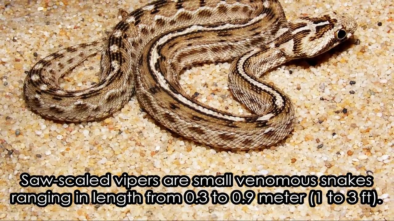 World's 10 Most Dangerous Snakes (with SnakeBytesTV)