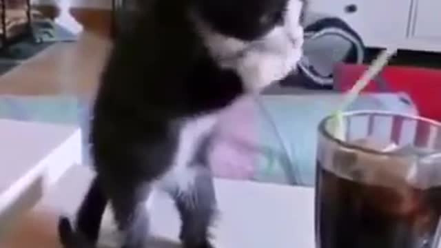 Funny cat - adorable cat sipping iced tea