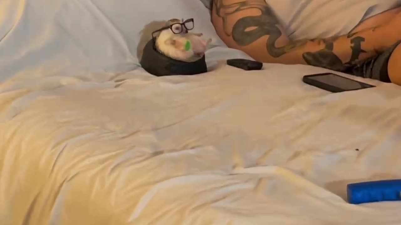 Adorable Hedgehog Moments: A Heartwarming Compilation