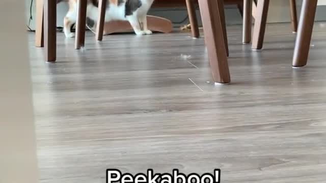Full contact peekaboo anyone 😹😹😹 #funnycat #crazycat #catsurprise #peekaboo #catattack #catmom
