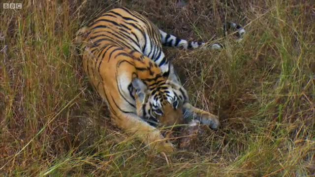 Tiger Cub's First Prey