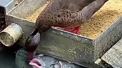 Duck sharing food